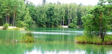 Ożarowskie „morskie oko” - perełka wśród lasów Nadleśnictwa Wieluń